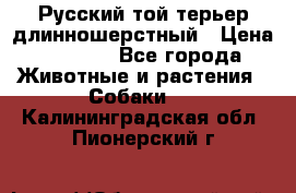 Русский той-терьер длинношерстный › Цена ­ 7 000 - Все города Животные и растения » Собаки   . Калининградская обл.,Пионерский г.
